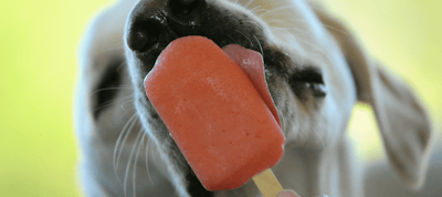 Tasty Natural Dog Popsicle Recipes