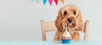 Natural Carrot & Apple Pupcakes Recipe For Dogs