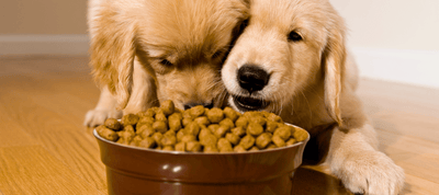 Homemade Kibble Natural Dog Food Recipe