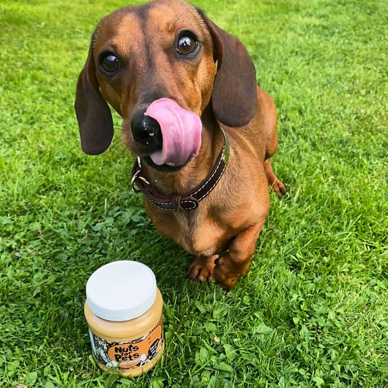 The Original Poochbutter - Natural Peanut Butter For Dogs