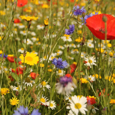 Bumblebee Wildflower Seed Mix