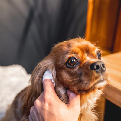 Dog Ear Cleaning Wipes - Natural Aloe Vera