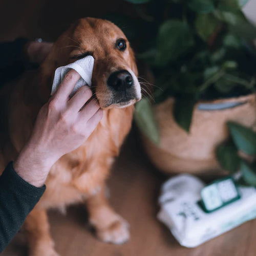 Compostable Bamboo Dog Wipes - Coconut Scented