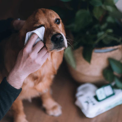 Compostable Bamboo Dog Wipes - Unscented