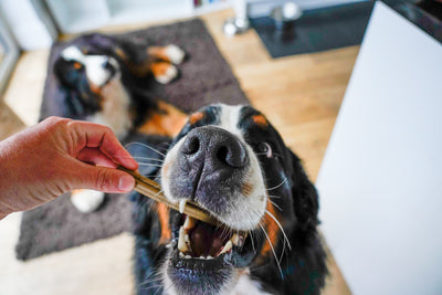 Natural Cranberry & Sweet Potato Vegan Dental Sticks