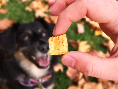 Lil' Scamp's Natural Fish Bites