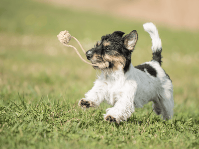 Pup's First Fetch & Tug Cotton Eco Dog Toy