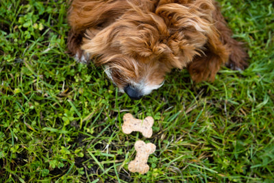 Brewbix Natural Vegan Dog Biscuits - 100g