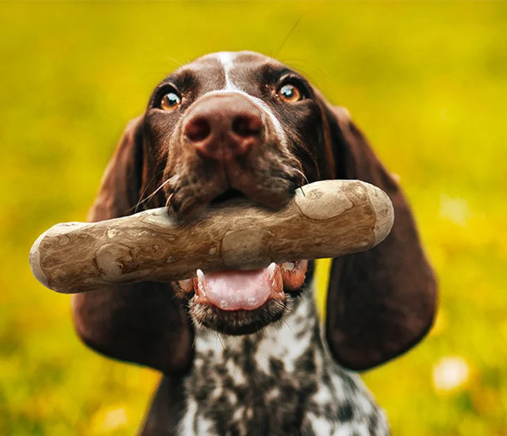 Natural Coffee Tree Wood Dog Chew