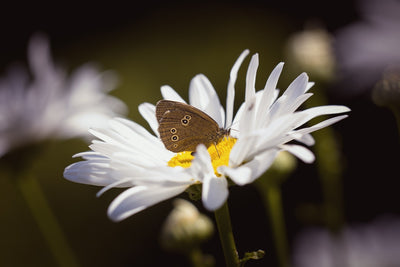 Seedball Wildflower Tin - Butterfly Mix