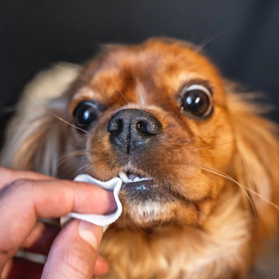 Dog Dental Wipes - Natural Aloe Vera & Peppermint