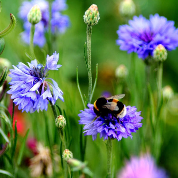 Flowering Lawn Wildflower Seed Mix