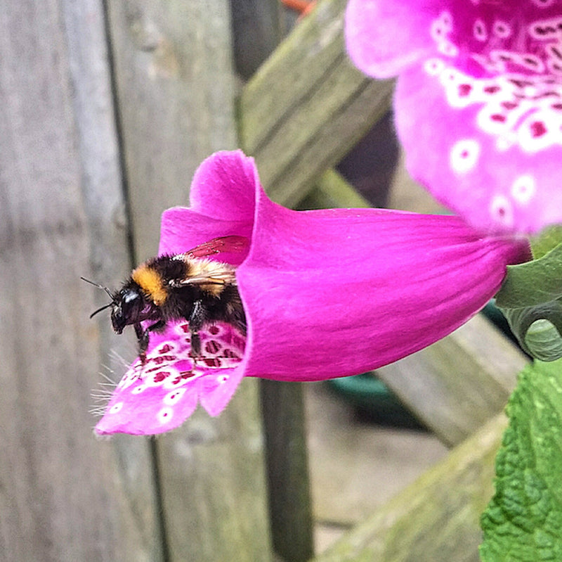 Seedball Wildflower Tin - Bee Mix