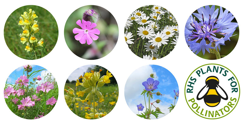 Seedball Wildflower Tin - Urban Meadow Mix